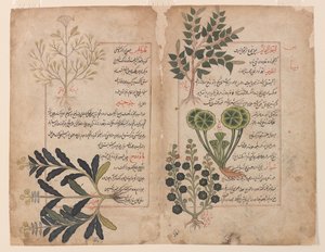 Double folio du Kitab-i hashaish (Le livre des herbes)